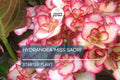 Hydrangea 'Miss Saori' Live Starter Plant | Double-Petaled Flowers | Deciduous Shrub for Zones 5-9