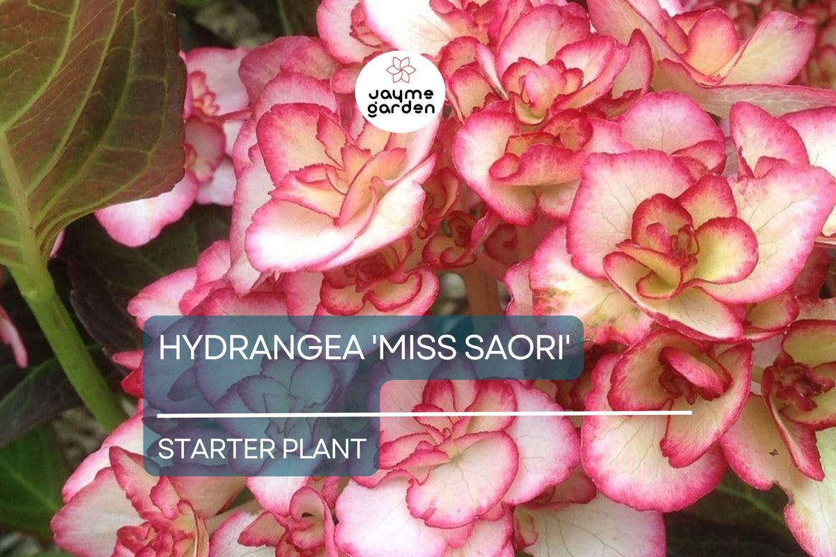 Hydrangea 'Miss Saori' Live Starter Plant | Double-Petaled Flowers | Deciduous Shrub for Zones 5-9