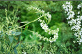 White Sweet Clover Seeds – Melilotus alba Cover Crop, Pollinator Plant, Nitrogen Fixer, Erosion Control, 100 Seeds