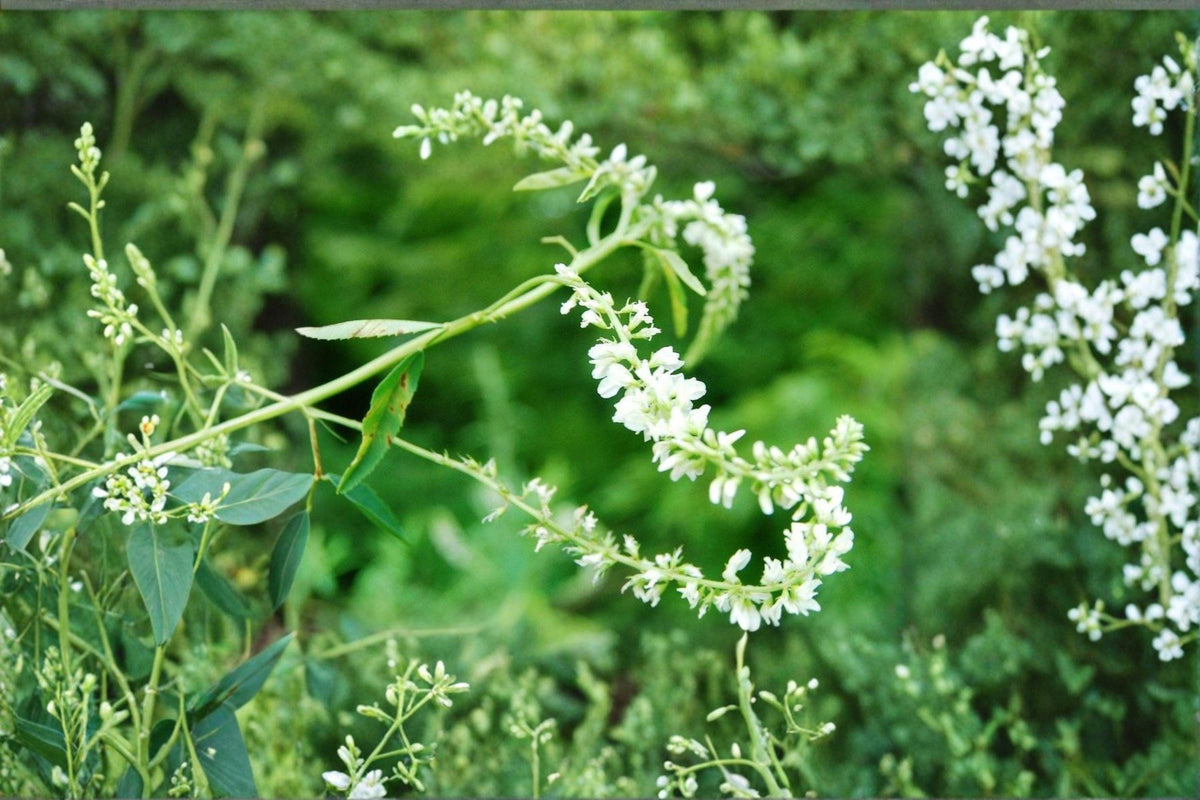 White Sweet Clover Seeds – Melilotus alba Cover Crop, Pollinator Plant, Nitrogen Fixer, Erosion Control, 100 Seeds