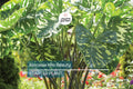 Alocasia Hilo Beauty Starter Plant 1'-2' | Tropical Indoor/Outdoor Houseplant | Low-Maintenance, Humid Environment Plant