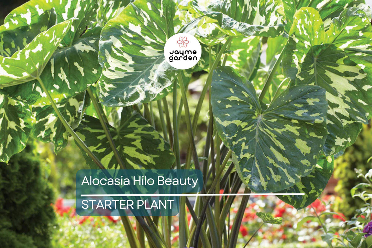 Alocasia Hilo Beauty Starter Plant 1'-2' | Tropical Indoor/Outdoor Houseplant | Low-Maintenance, Humid Environment Plant