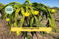 Yellow Dragon Fruit Plant Starter | Hylocereus megalanthus Tropical Cactus Vine for Garden & Containers