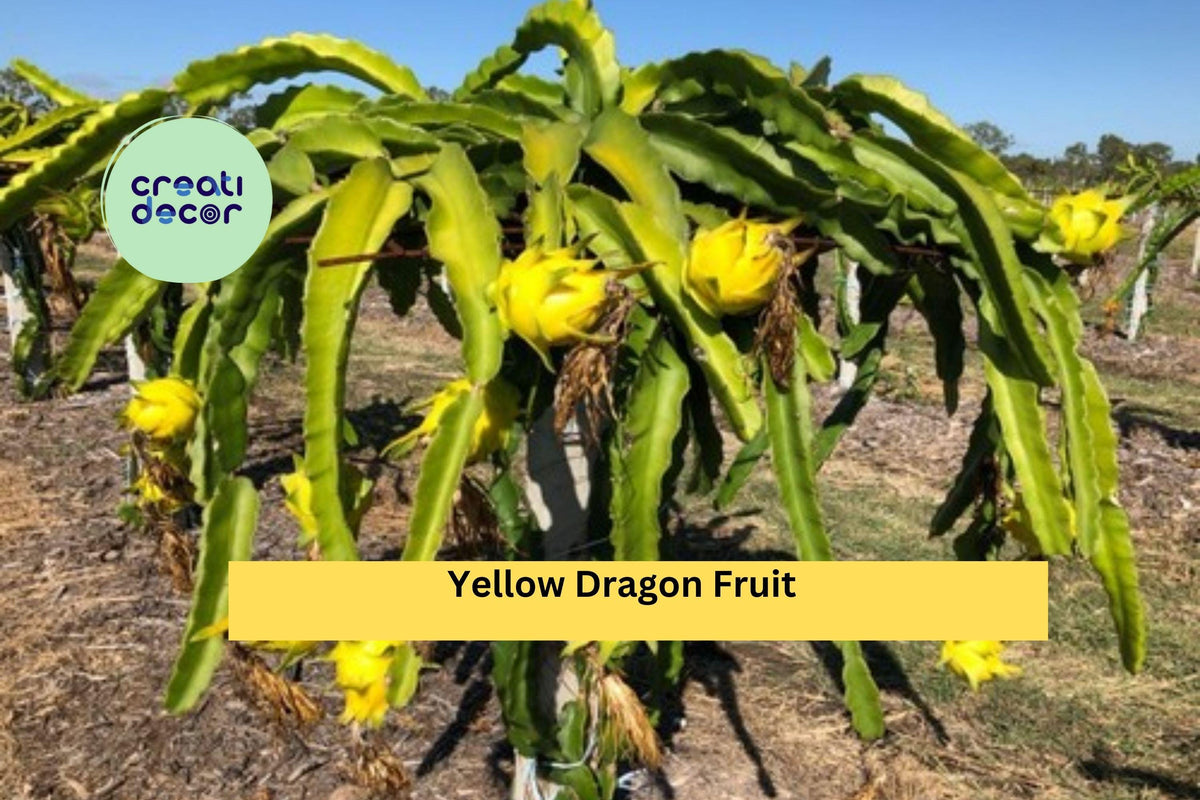 Yellow Dragon Fruit Plant Starter | Hylocereus megalanthus Tropical Cactus Vine for Garden & Containers