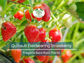 10 Bare Root Quinault Everbearing Strawberry Plants – Fragaria × ananassa, Heirloom, Non-GMO, High-Yield, Sweet & Juicy