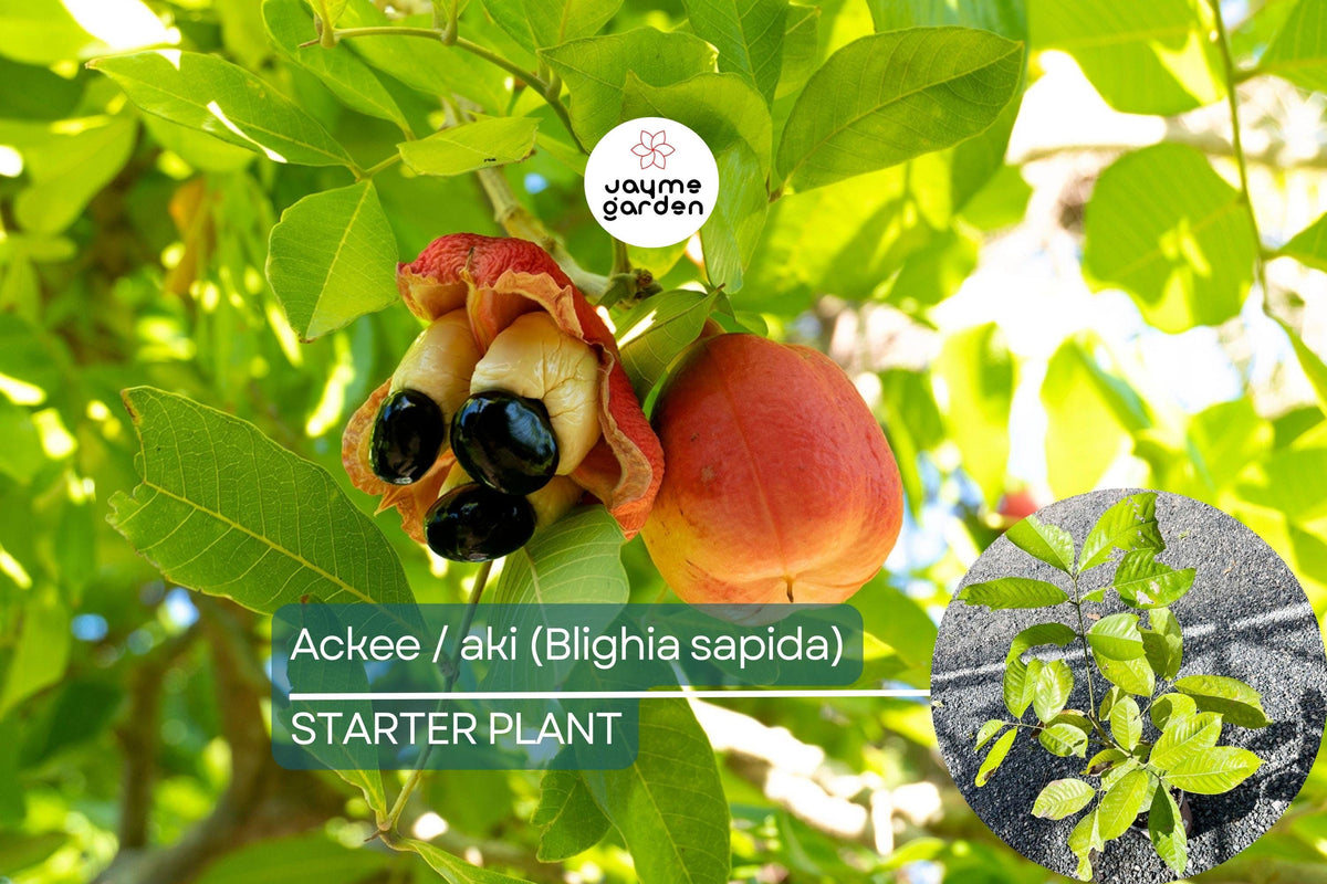 Ackee Tree Starter Plant – Live Tropical Fruit Tree, Blighia sapida, 12”-24” | Caribbean Culinary & Exotic Garden Plant