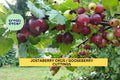 Unrooted Jostaberry Cuttings Set of 12 | Ribes nigrum × Ribes uva-crispa Hybrid Berry Bush | Disease-Resistant Edible Plant