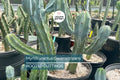 Myrtillocactus Geometrizans Rooted Cutting – Blue Candle Cactus with Black Spines, Hardy Outdoor Columnar Cactus, 10-12" Tall