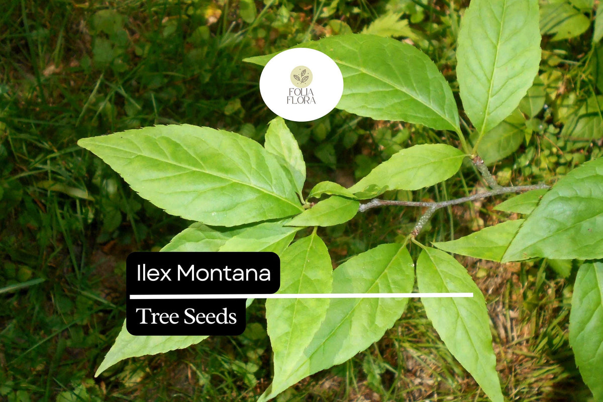 500mg Ilex Montana, Mountain Holly, Evergreen Shrub Seeds, Hardy Berry Plant