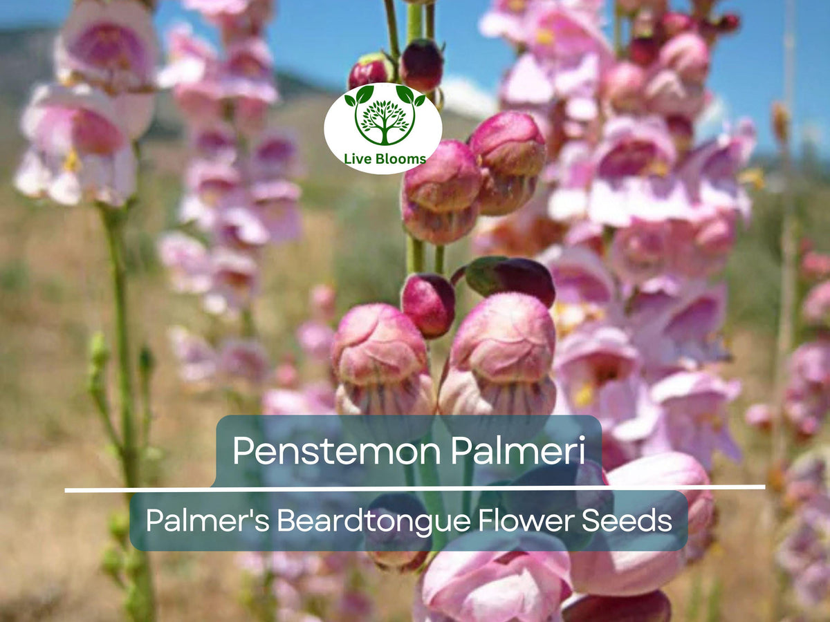 Penstemon Palmeri Seeds, Native Wildflower for Dry Soils, Drought-Tolerant, Pollinator Magnet, Palmer's Beardtongue, Perennial Planting Seeds