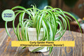 Green Curly Spider Plant 2-Inch Pot – Chlorophytum comosum ‘Bonnie’ – Easy Indoor Air Purifier Houseplant