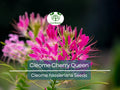 200 Seeds Cleome Cherry Queen - Vibrant Pink Flowers, Attracts Bees & Butterflies, Non-GMO, Cleome hassleriana, Easy to Grow Garden Seeds