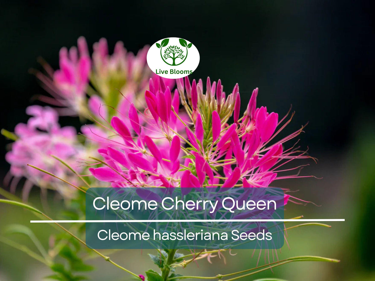 200 Seeds Cleome Cherry Queen - Vibrant Pink Flowers, Attracts Bees & Butterflies, Non-GMO, Cleome hassleriana, Easy to Grow Garden Seeds