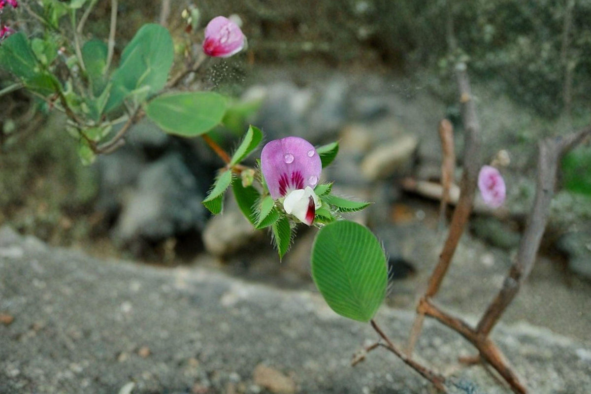 Korean Lespedeza Seeds – Kummerowia stipulacea, Nitrogen-Fixing Legume, Ground Cover, Erosion Control, Pollinator Support, 100 Seeds