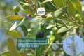 Olive Tree Starter Plant – Live Fruit Tree, Olea europaea, Mediterranean Herb, Drought-Tolerant Evergreen for Garden