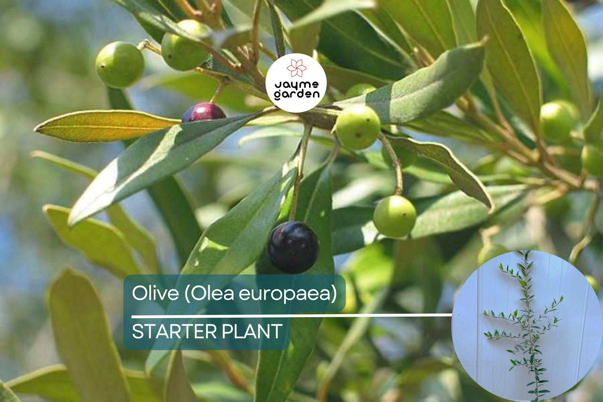Olive Tree Starter Plant – Live Fruit Tree, Olea europaea, Mediterranean Herb, Drought-Tolerant Evergreen for Garden