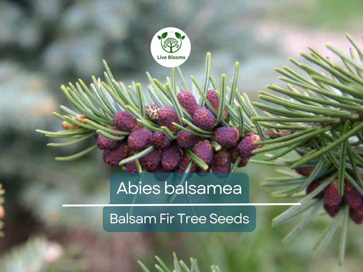 30 Abies balsamea Balsam Fir Seeds for Planting, Landscaping & Reforestation - Cold-Hardy Evergreen Seed Collection