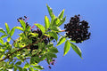 2 Rooted Black Elderberry Cuttings – Sambucus nigra Hardy Perennial Shrubs for Gardens & Wildlife