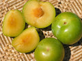 5 Emerald Pluot Scions – Unrooted Grafting Cuttings, Plum x Apricot Hybrid, Rare Heirloom Fruit Tree Variety