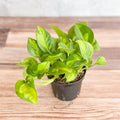 Global Green Pothos Rooted Cutting – Live Houseplant Epipremnum Aureum, Variegated Indoor Plant, Easy Care, Low Light