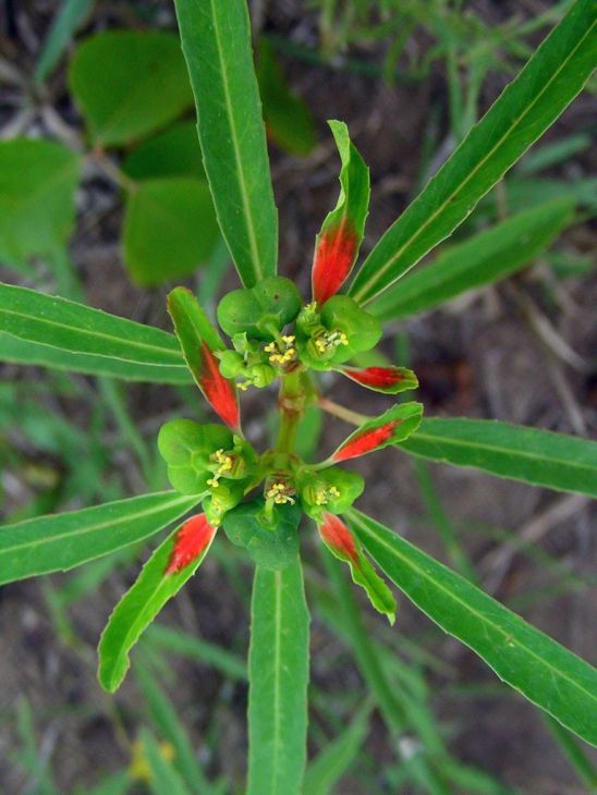 10 Euphorbia cyathophora Seeds | Fire-on-the-Mountain Wildflower for Gardens & Pollinators