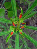 Euphorbia Cyathophora Seeds (10) Painted Spurge – Native Annual Wildflower with Red Bracts