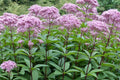 Eutrochium fistulosum Seeds – Hollow Joe-Pye Weed Native Perennial Wildflower for Pollinator Gardens, 100 Seeds