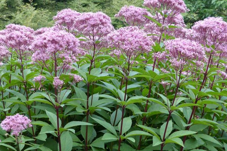 Eutrochium fistulosum Seeds – Hollow Joe-Pye Weed Native Perennial Wildflower for Pollinator Gardens, 100 Seeds