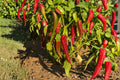 Ms. Junie Hot Pepper Seeds – Very Hot Caribbean Chili, Fruity Flavor, Wrinkled Pods, Capsicum chinense, 25 Seeds