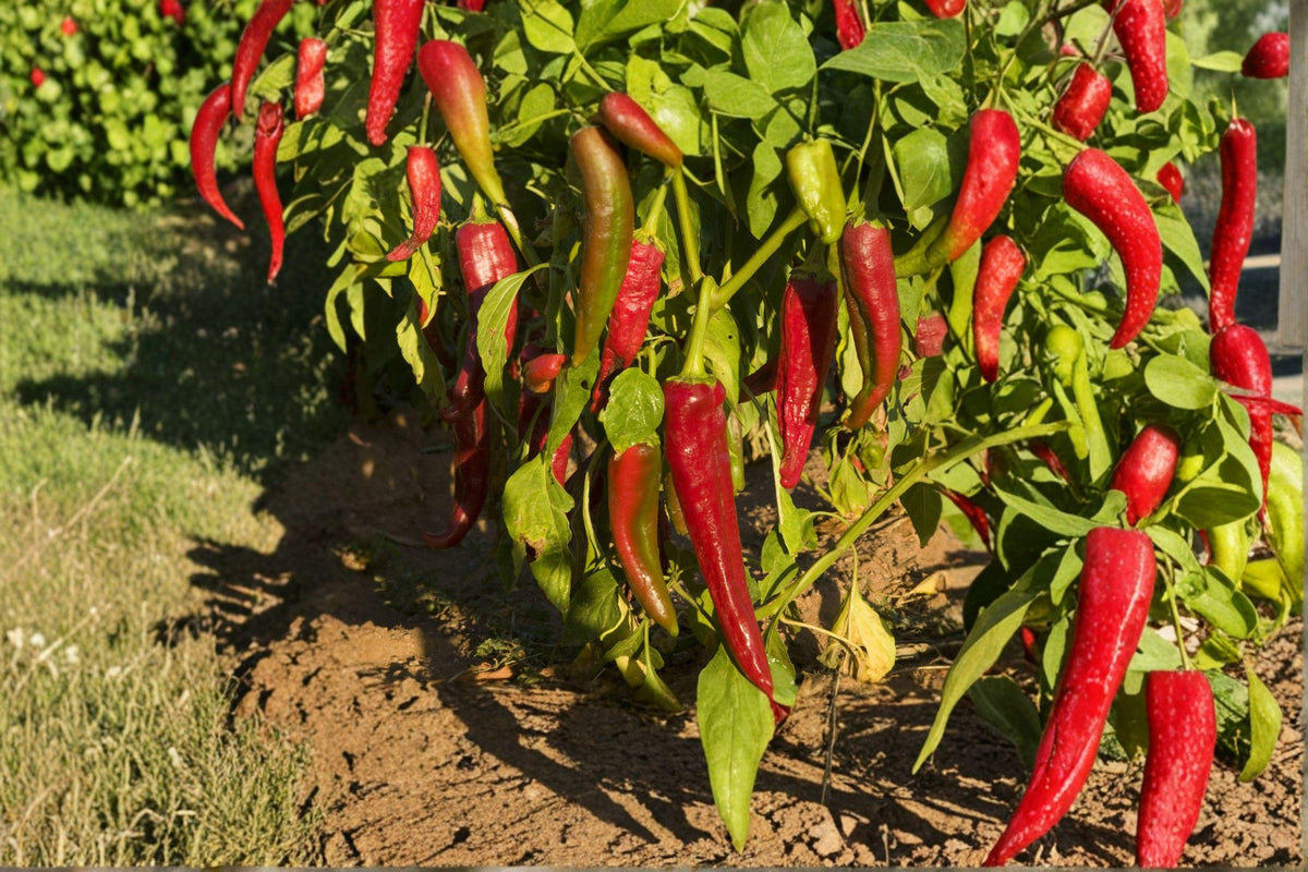 Ms. Junie Hot Pepper Seeds – Very Hot Caribbean Chili, Fruity Flavor, Wrinkled Pods, Capsicum chinense, 25 Seeds