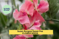 Susan Burgess Sweet Pea Seeds – Pure White Blooms, Climbing Vine, Frilled Petals, Lathyrus odoratus, 50+ Seeds