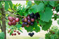 Muscadine Grape Cuttings - 10 Unrooted Vitis rotundifolia Male & Female Climbing Vines for Fruit Production