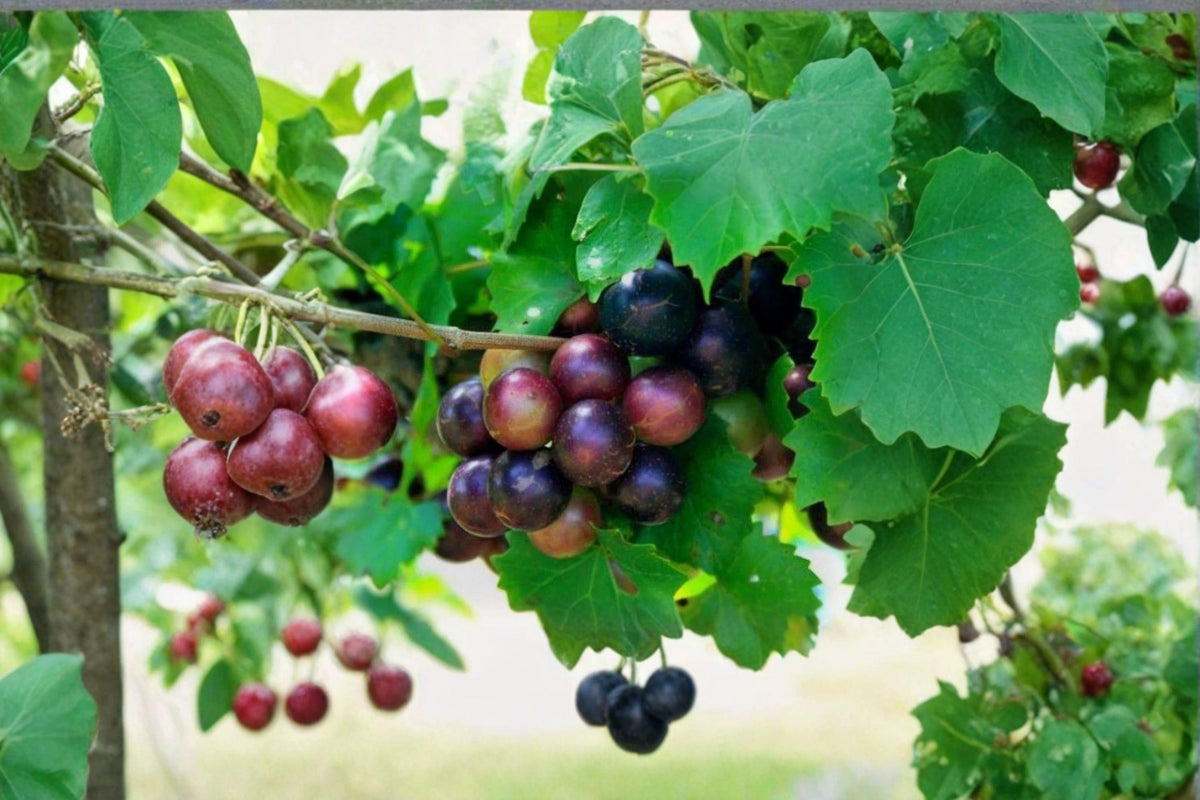 Muscadine Grape Cuttings - 10 Unrooted Vitis rotundifolia Male & Female Climbing Vines for Fruit Production