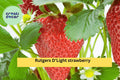 Rutgers D’Light Strawberry Roots – 25 Bare Root Plants, Ever-Bearing Fragaria × ananassa for Garden, Fruit, Zones 4–9