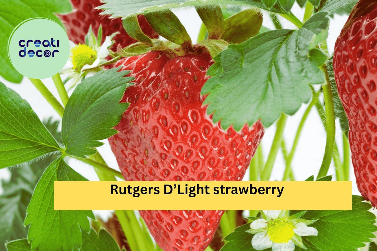 Rutgers D’Light Strawberry Roots – 25 Bare Root Plants, Ever-Bearing Fragaria × ananassa for Garden, Fruit, Zones 4–9
