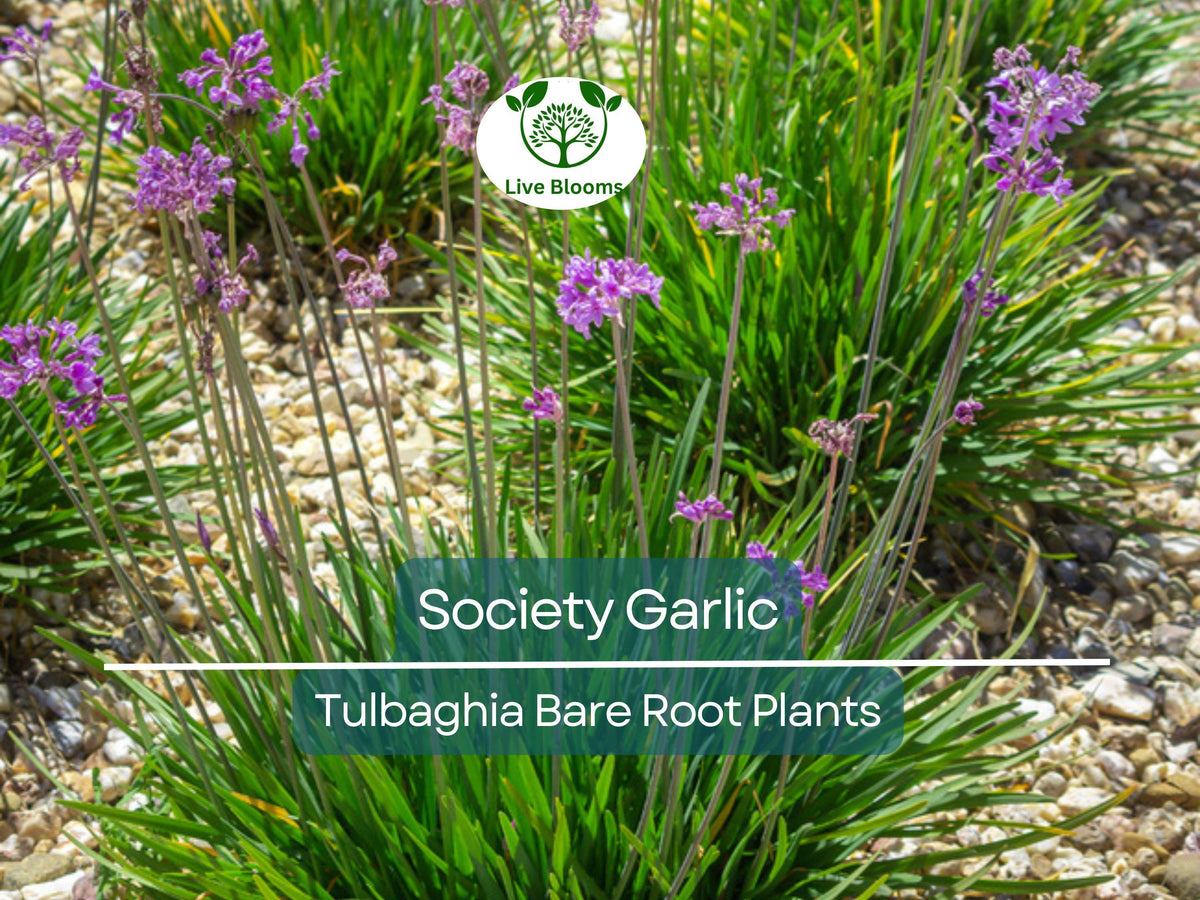 Society Garlic Plants – 10 Bare Root Bulbs – Tulbaghia violacea – Fragrant Edible Leaves & Purple Flowers – Drought Tolerant Perennial Herb