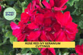 Rose Red Ivy Geranium Cuttings – Pelargonium peltatum, 6" Trailing Plant for Hanging Baskets, Containers & Gardens