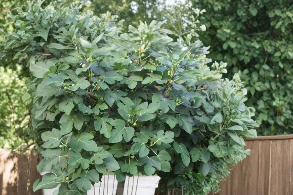 Celeste Fig Tree Cuttings 6"+ Ficus carica ‘Celeste’ Unrooted Fresh Propagation Plant