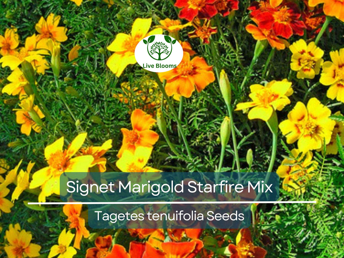 250 Seeds Signet Marigold Starfire Mix - Vibrant Non-GMO Flower Seeds for Garden Beds, Borders, and Containers
