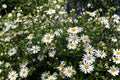 Heath Aster Seeds – Symphyotrichum pilosum – Native Wildflower for Pollinators – Fall Blooming Perennial Seed Pack