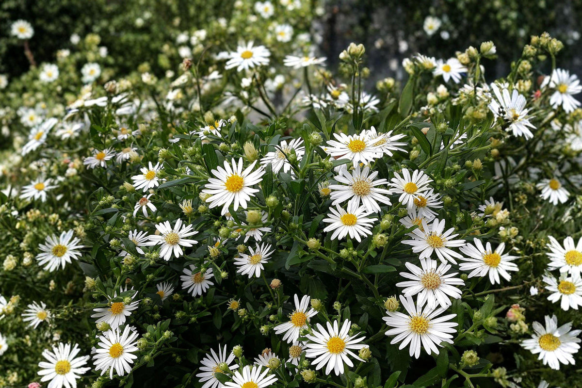 Heath Aster Seeds – Symphyotrichum pilosum – Native Wildflower for Pollinators – Fall Blooming Perennial Seed Pack