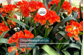 Clivia Miniata Bush Lily – Bare Root Live Plant with Orange Flowers, 15 Leaves, Perennial, Indoor & Shade Plant