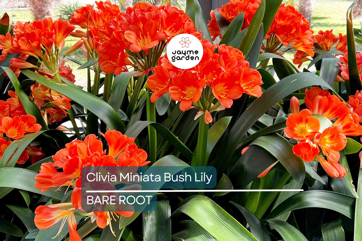 Clivia Miniata Bush Lily – Bare Root Live Plant with Orange Flowers, 15 Leaves, Perennial, Indoor & Shade Plant