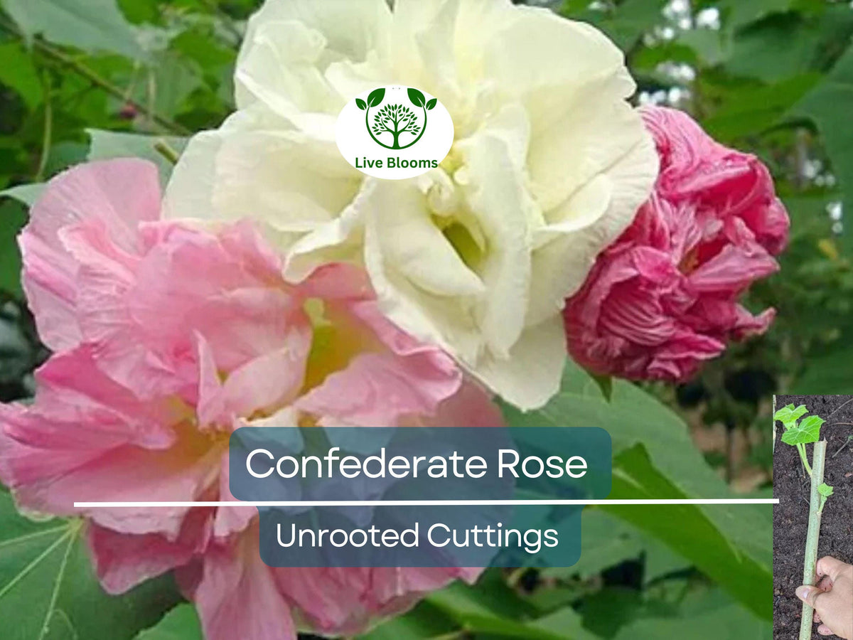 Tri-color Confederate Rose Hibiscus mutabilis Rooted Plant – Hardy Perennial Shrub with Pink, White, Red Blooms for Garden, Landscape, Privacy Screen