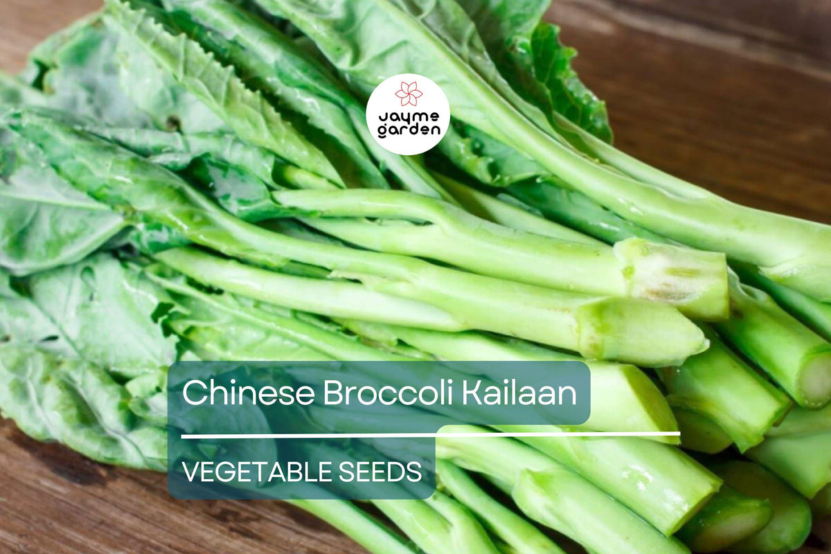 Chinese Broccoli Seeds 500mg - Kailaan Gai Lan Brassica oleracea var. alboglabra - Asian Green for Stir-Fries & Garden Veggies