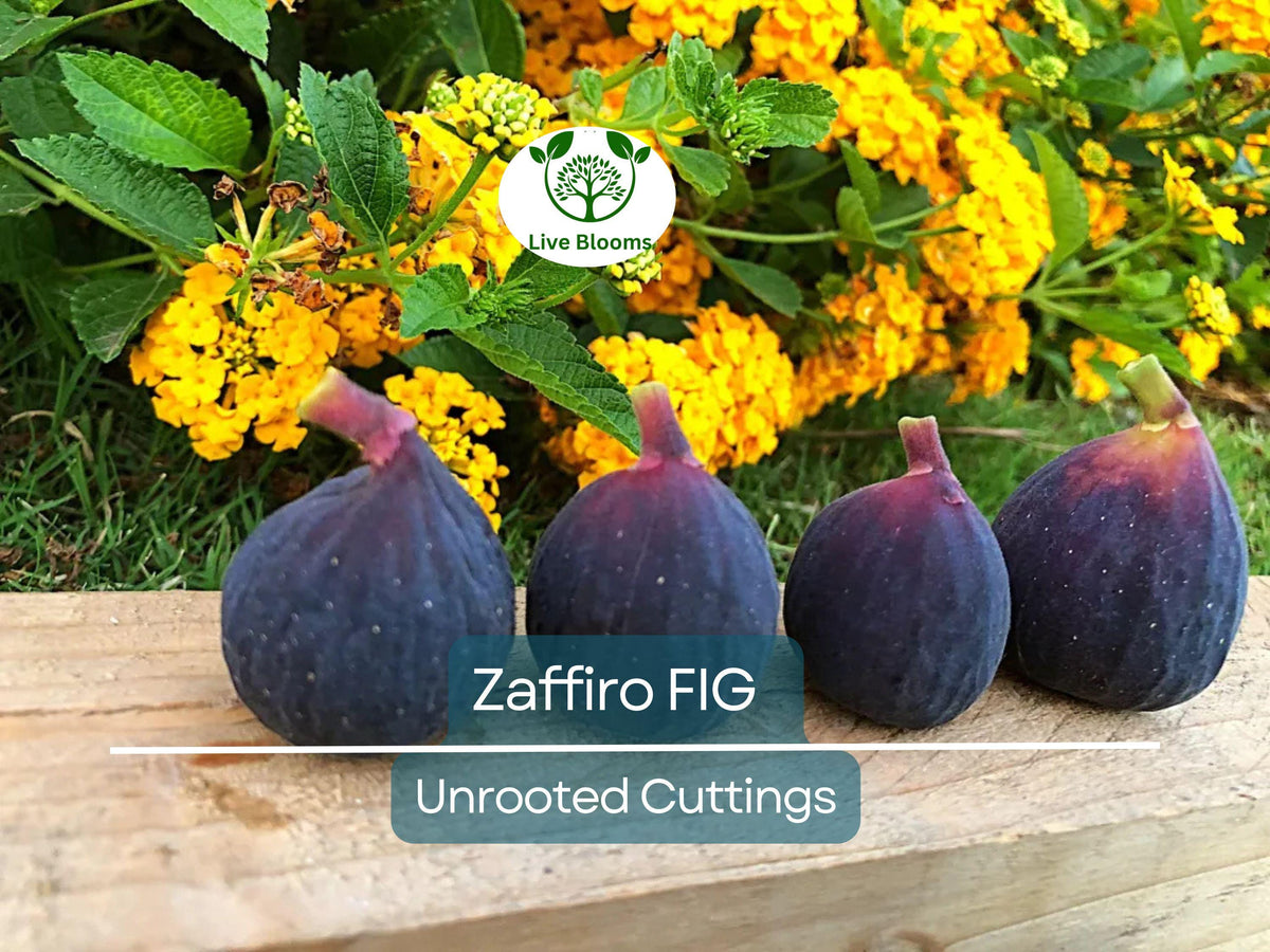 Zaffiro Fig Tree 6-8 Inches Edible Figs Ficus carica for Home Gardens, Containers, Patio, Balcony