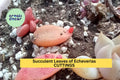 50 Succulent Leaves + 5 Cuttings – Mixed Types Including Echeveria, Sedum & More – Propagation Starter Set – Great Variety – USA