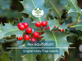 10 Seeds Ilex Aquifolium English Holly for Hedges, Privacy Screens, Wildlife Gardens | Evergreen Shrub Planting