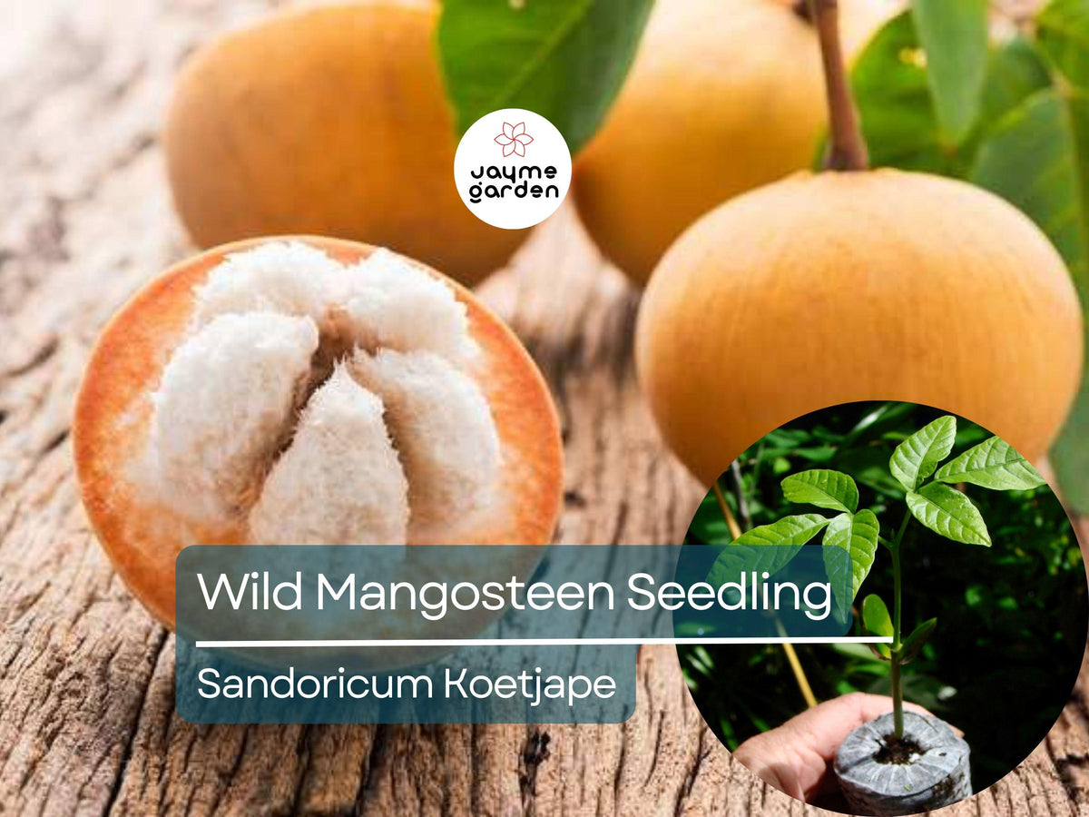 Wild Mangosteen Seedling - Sandoricum Koetjape - Tropical Fruit Tree, 1-2 Feet Tall, Southeast Asian Edible Fruit Plant