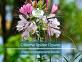 300 Cleome Spider Flower Seeds – White, Pink, Purple Wildflower, Bee-Friendly, Fast-Growing Garden Plant, Cleome hassleriana